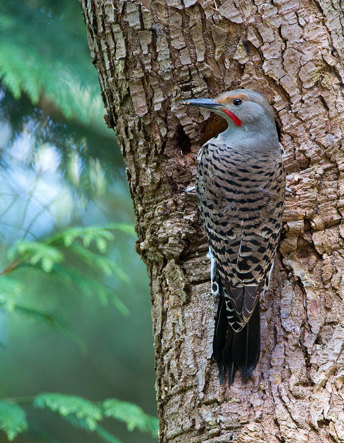 Northern Flicker Photograph by Max Waugh