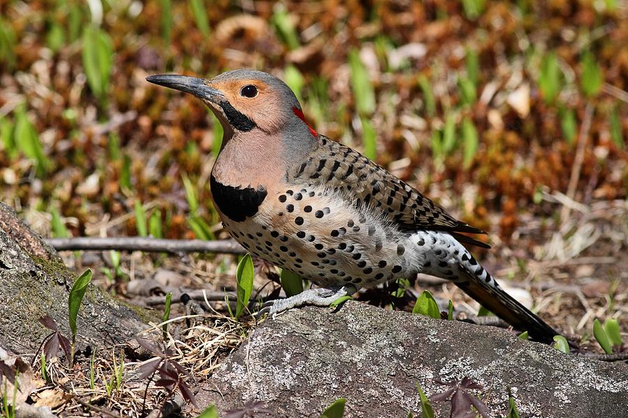 Northern Flicker Photograph by Mike Farslow