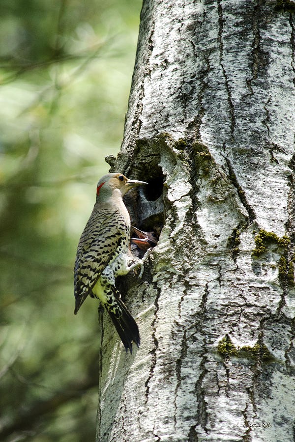 Woodpecker Photograph - Northern Flicker Nest by Christina Rollo