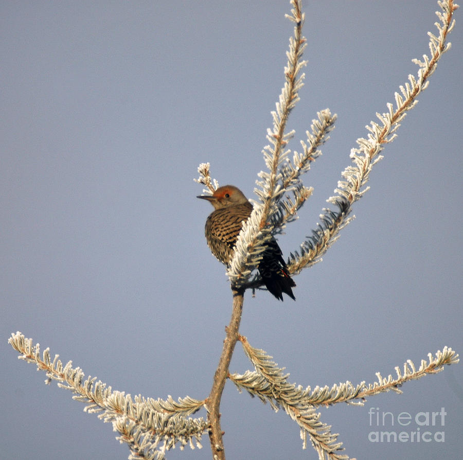 813A Northern Flicker Photograph by NightVisions