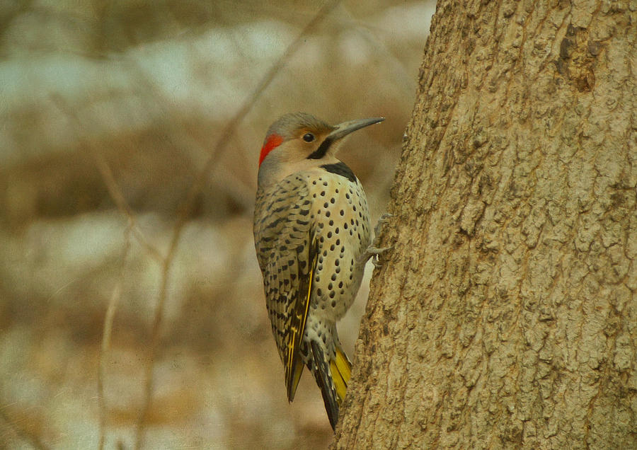 Northern Flicker on Tree Photograph by Sandy Keeton