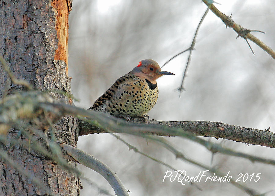 Northern Flicker Photograph by PJQandFriends Photography