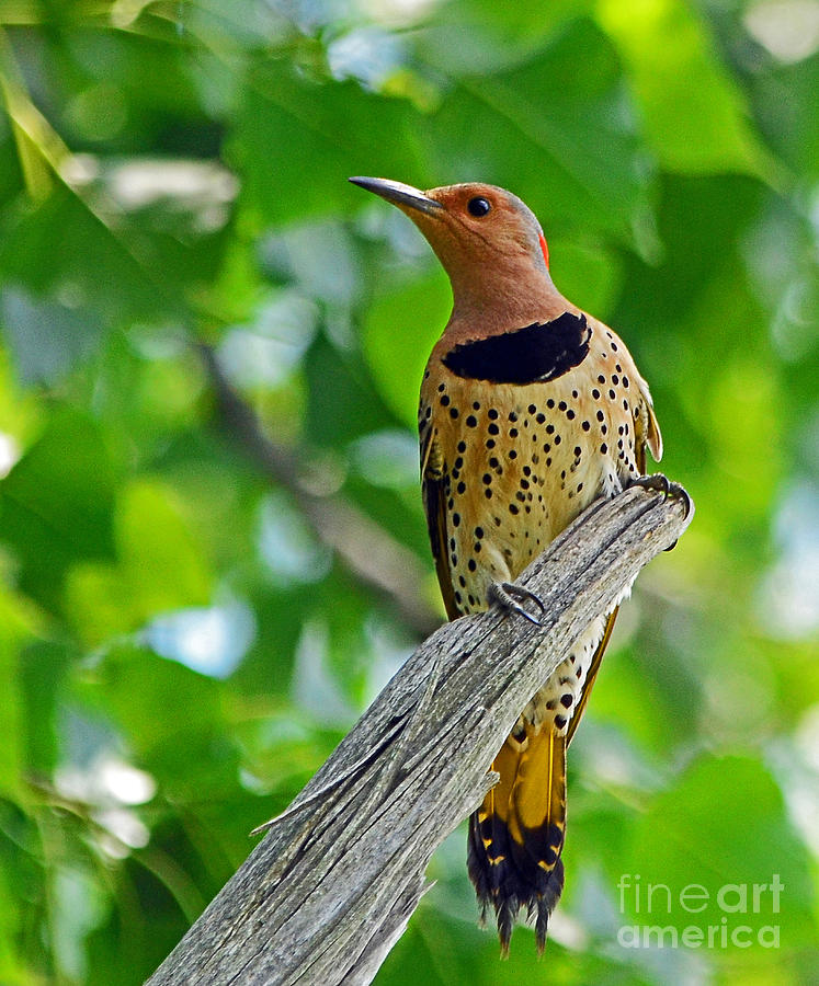 Northern Flicker Photograph by Rodney Campbell