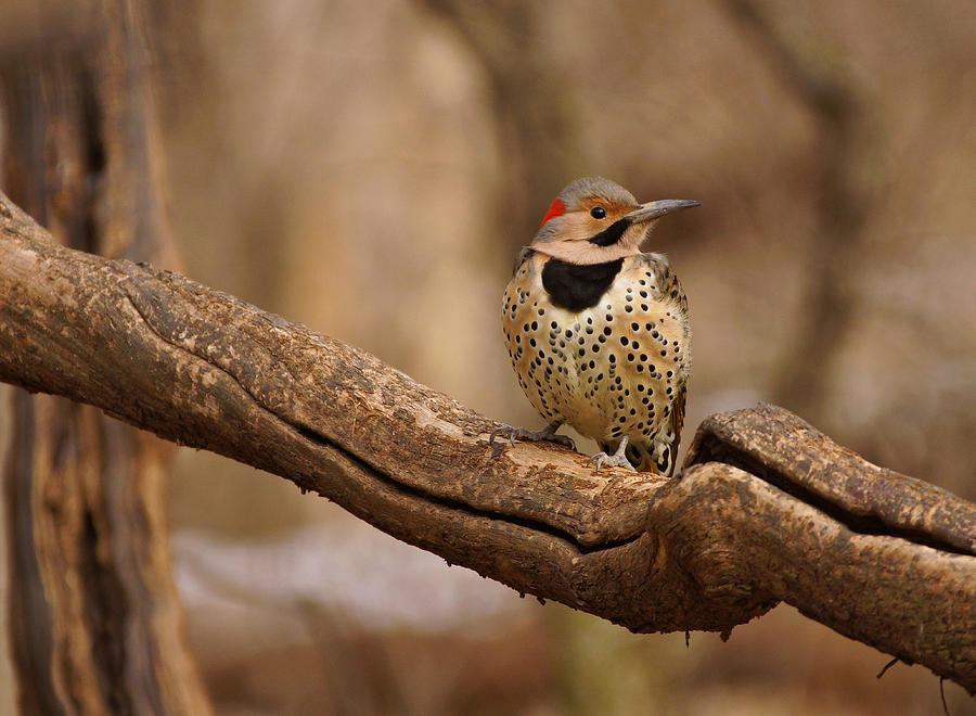 Northern Flicker Photograph by Sandy Keeton