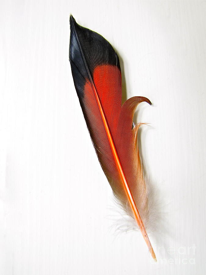 Nature Photograph - Northern Flicker Tail Feather by Sean Griffin