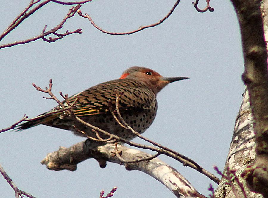 Northern Flicker Photograph by Wayne Toutaint