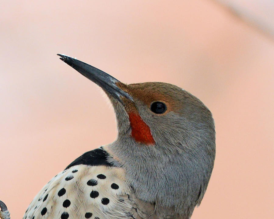 Northern Flicker Photograph by Whispering Peaks Photography
