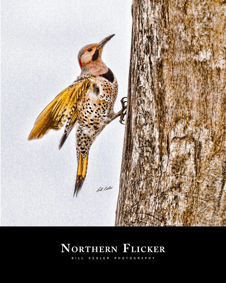 Northern Flicker with title Photograph by Bill Kesler