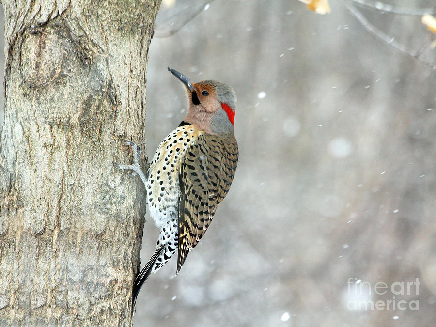 Northern Flicker Woodpecker by Jack Schultz