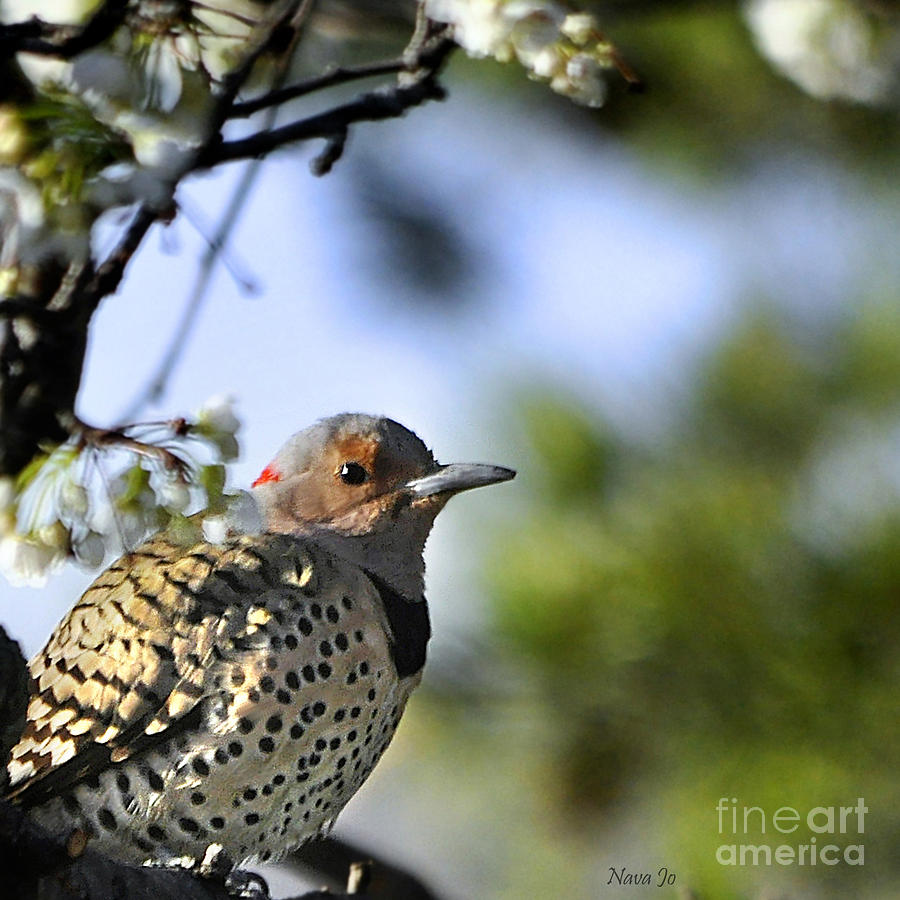 Northern Flicker Woodpecker Photograph by Nava Thompson