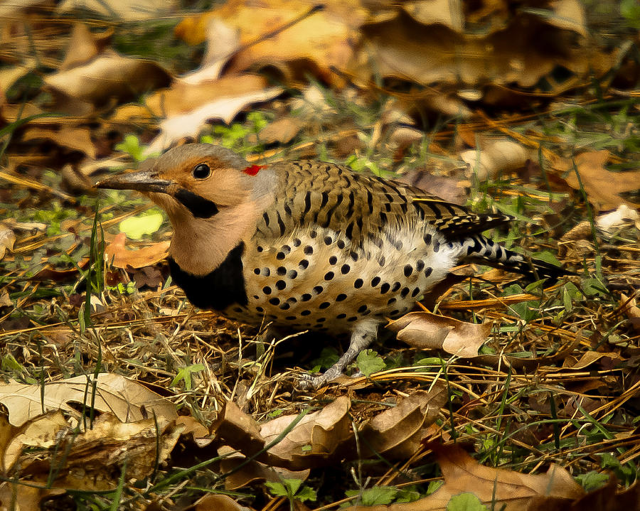 Northern Flicker Woodpecker Photograph by Robert L Jackson
