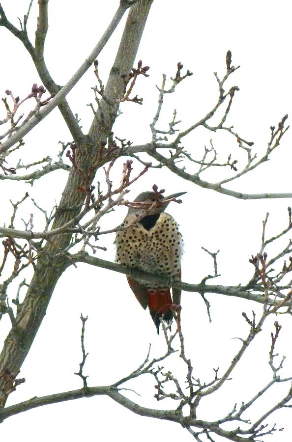 Northern Flicker Woodpecker Photograph by Will Borden