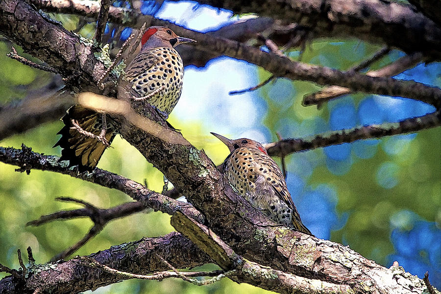 Northern Flicker Woodpeckers Photograph by Constantine Gregory