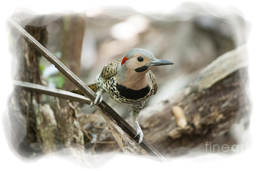 Northern Flickers large woodpecker Photograph by Dan Friend