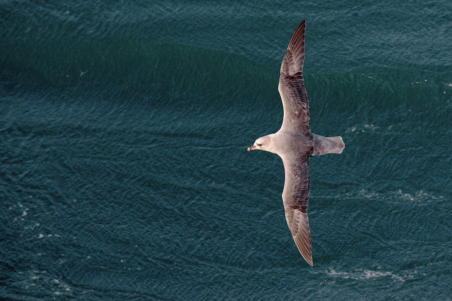 Northern Fulmar Photograph by Dr P. Marazzi/science Photo Library