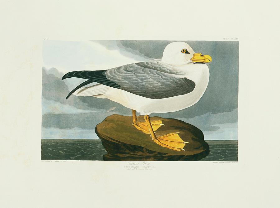 Northern Fulmar Photograph by Natural History Museum, London/science Photo Library