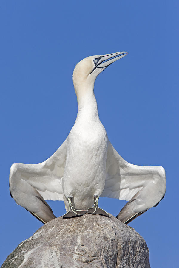 Northern Gannet Displaying Great Saltee Photograph by Dickie Duckett