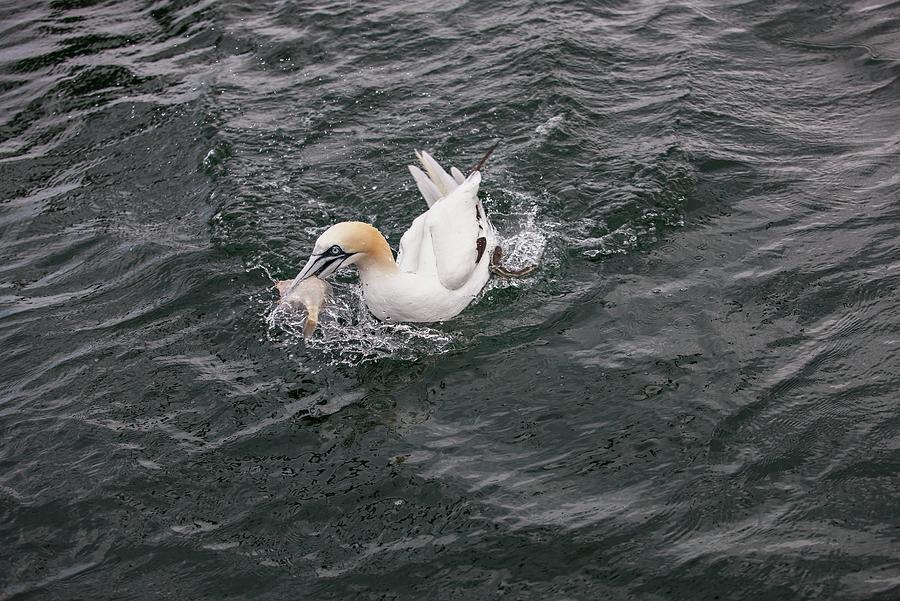 Nature Photograph - Northern Gannet Fishing by Lewis Houghton/science Photo Library
