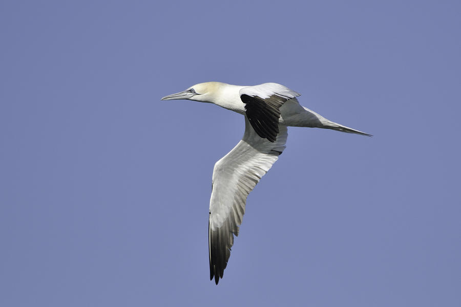 Northern Gannet in flight Photograph by Bradford Martin