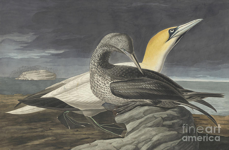 Northern Gannet Drawing by Celestial Images