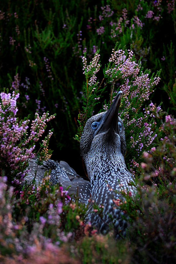 Northern Gannet Juvenile Photograph by Gavin Macrae