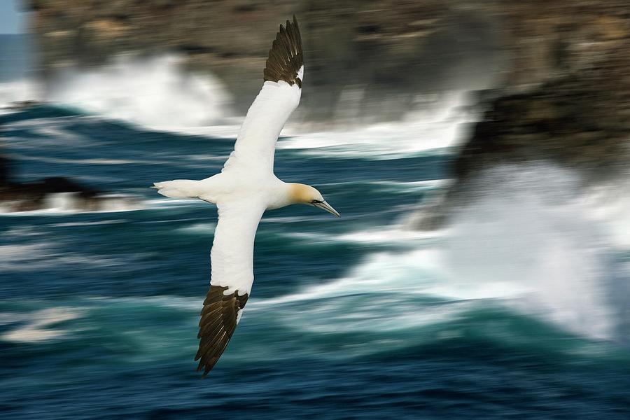 Nature Photograph - Northern Gannet by Steve Allen/science Photo Library