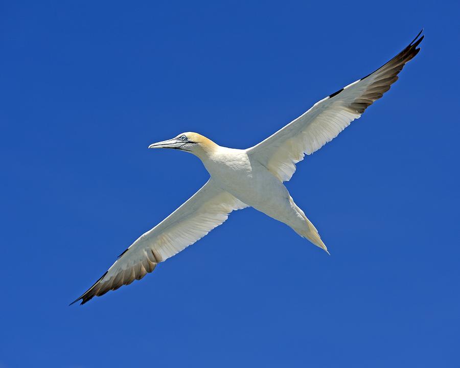 Northern Gannet Photograph by Tony Beck