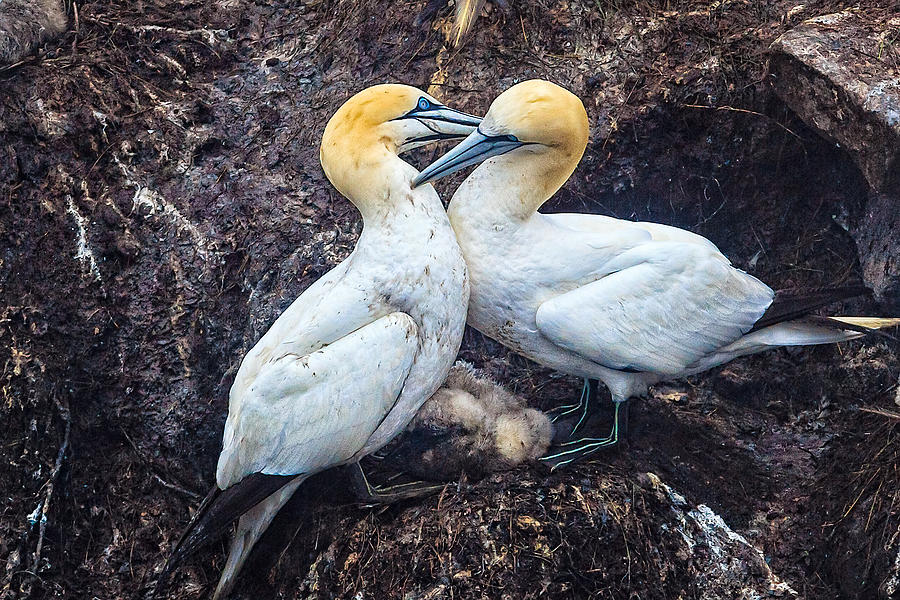 Northern Gannets and Chick 2 Photograph by Perla Copernik