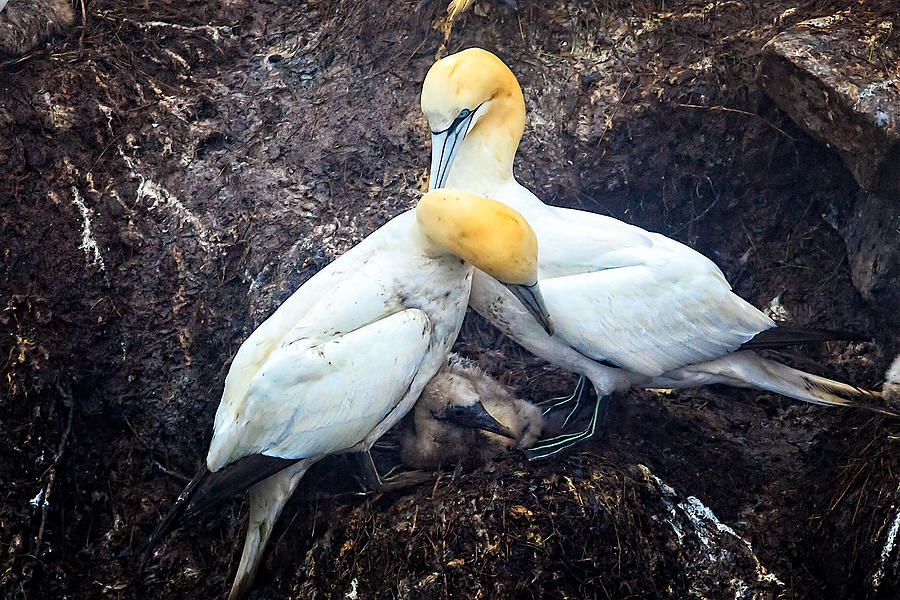 Northern Gannets and Chick Photograph by Perla Copernik