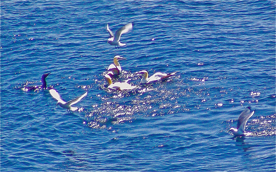 Northern Gannets and Gulls off  Cap Gaspe in Forillon National Park, Quebec, Canada Photograph by Ruth Hager