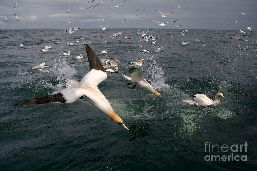 Northern Gannets Fishing Photograph by Thomas Hanahoe