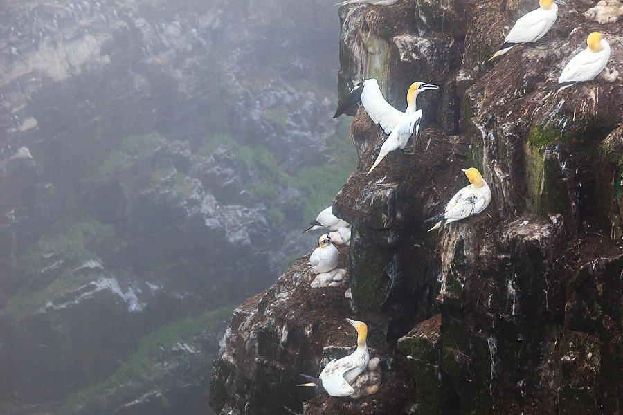 Northern Gannets in Cape St. Mary Photograph by Perla Copernik