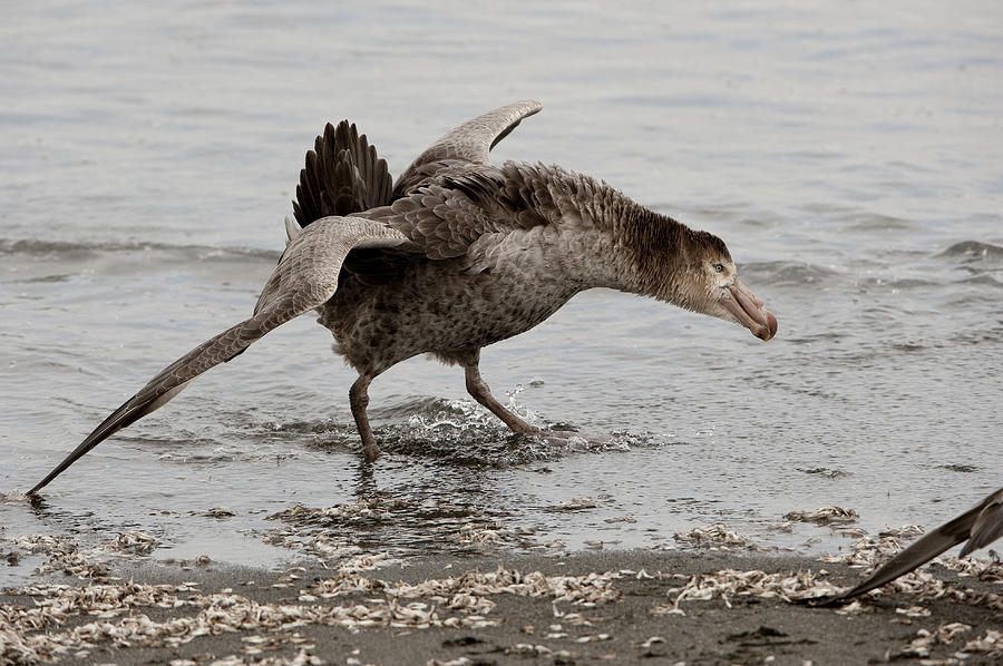 Northern Giant Petrel Mantling Photograph by John Shaw - Fine Art America