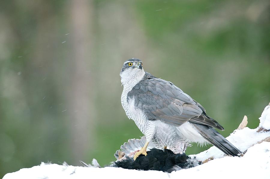 Northern Goshawk Photograph by Science Photo Library Northern Goshawk Photograph by Science Photo Library