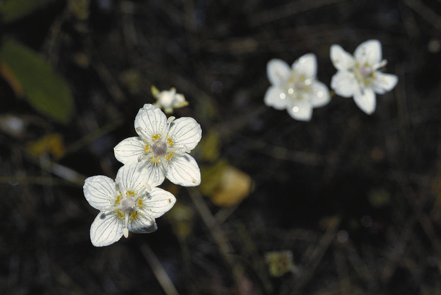 Northern Grass Of Parnassus Photograph by Carleton Ray