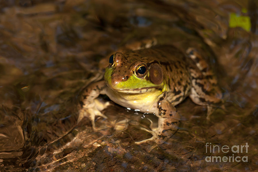 Northern Green Frog Photograph by Clarence Holmes