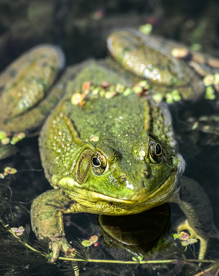 Northern Green Frog Photograph by Dale Kincaid