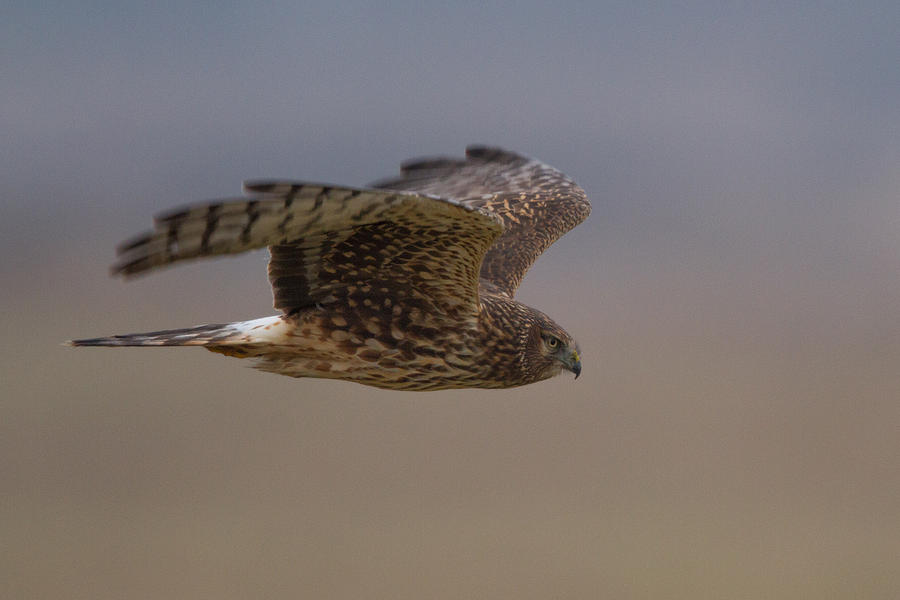 Animal Photograph - Northern Harrier by Don Baccus