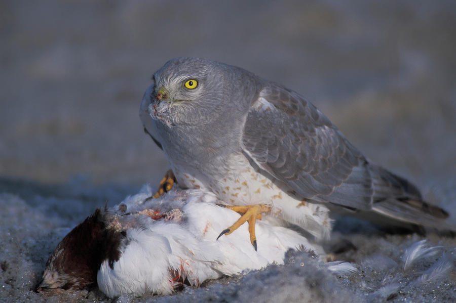 Northern Harrier Hawk Feeding Photograph by Steven J. Kazlowski / GHG