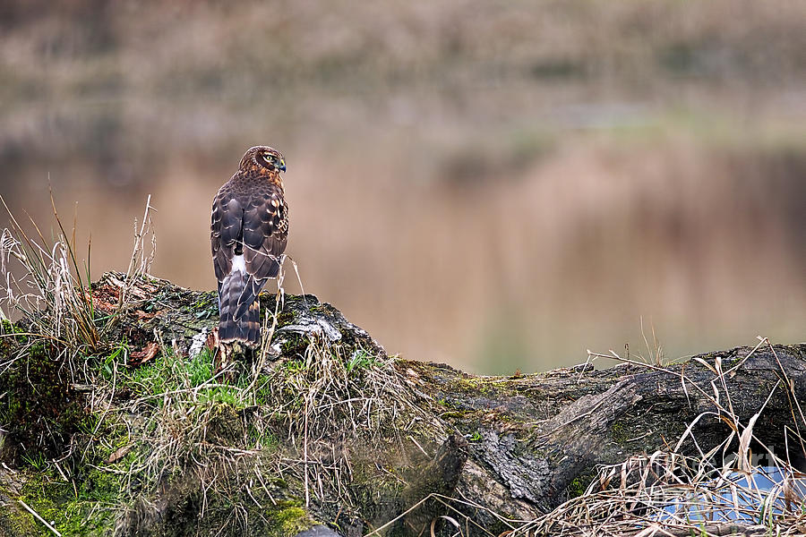 Northern Harrier Hawk on Stump Photograph by Sharon Talson