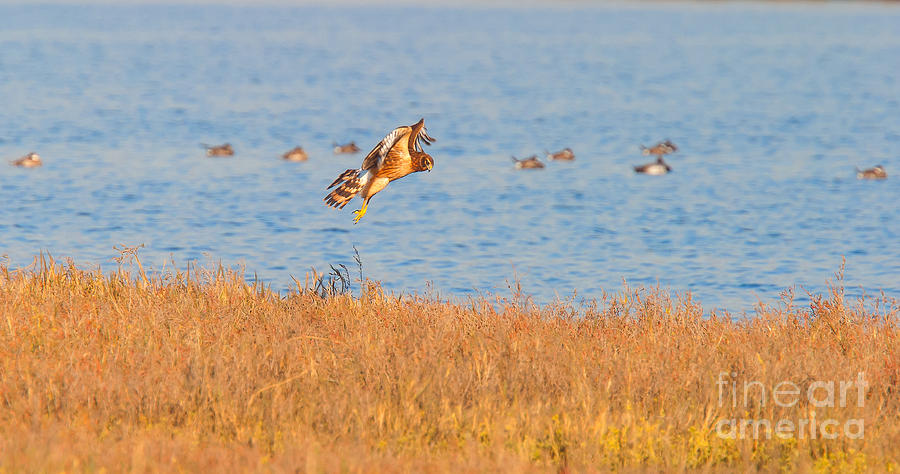 Northern Harrier Hunting Photograph