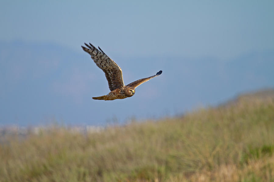 Northern Harrier in flight Photograph by Duncan Selby
