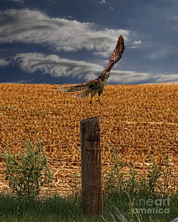 Northern Harrier Photograph by Jon Burch Photography
