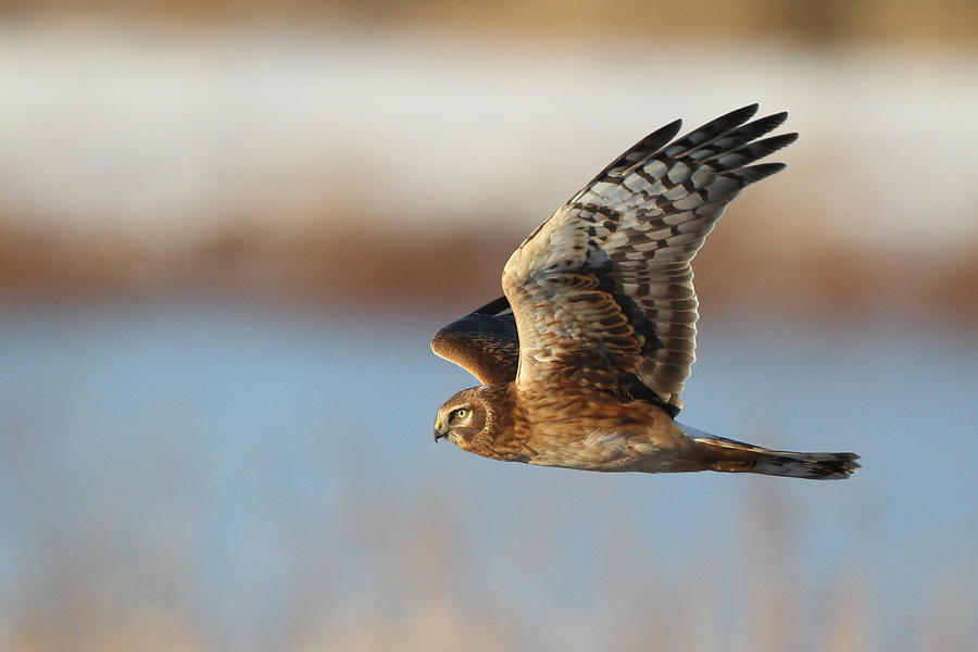 Hawk Photograph - Northern Harrier by Michael Rucci