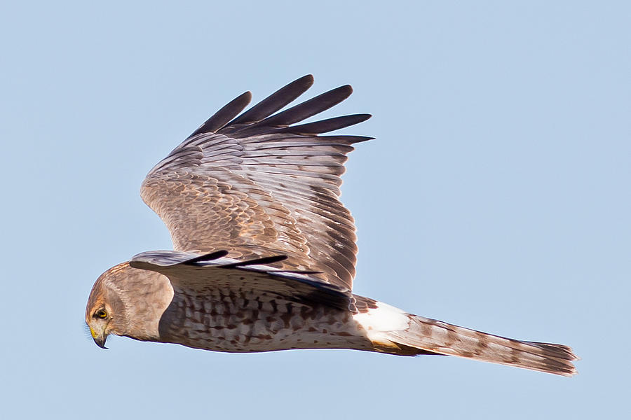 Northern Harrier Photograph by Natural Focal Point Photography