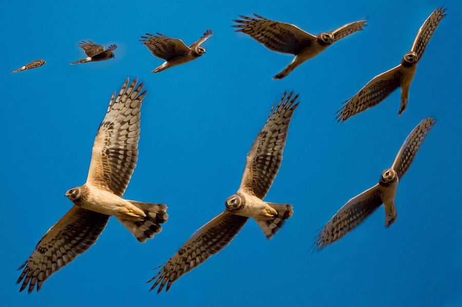 Northern Harrier Sequence Photograph by Lee Bertrand