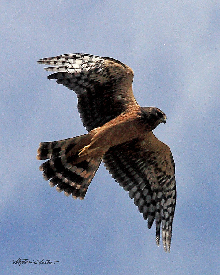 Northern Harrier Photograph by Stephanie Salter