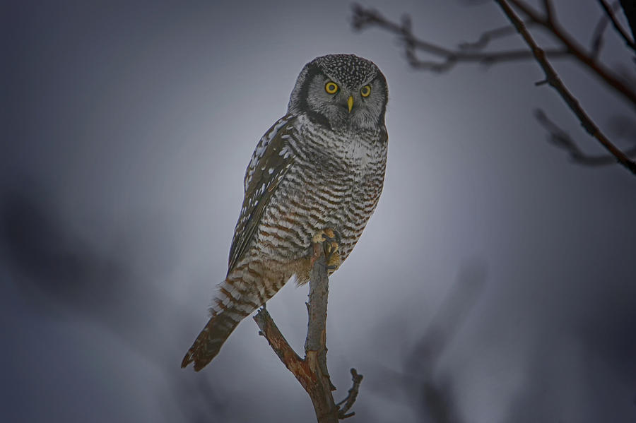 Northern Hawk Owl 2 Photograph by Gary Hall