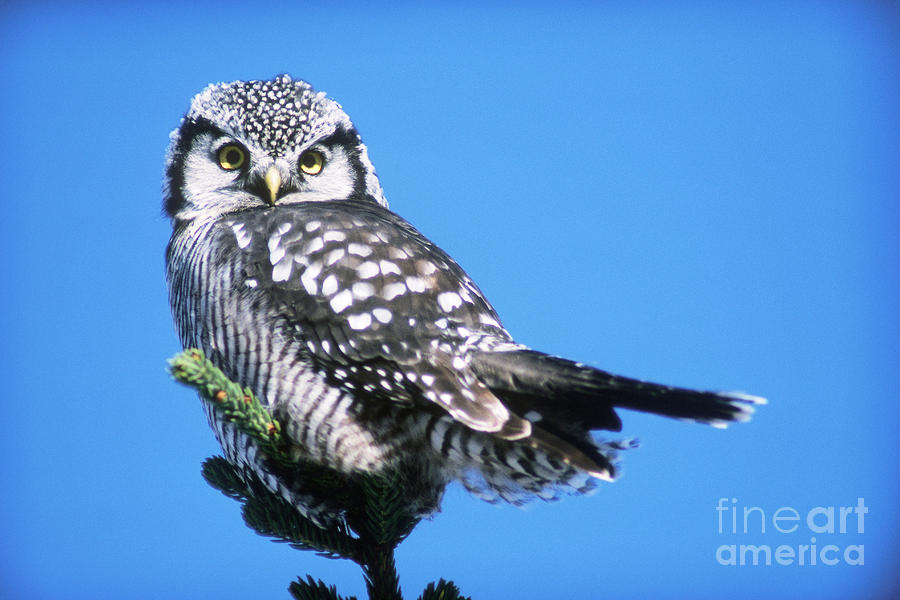 Northern Hawk Owl Photograph by Art Wolfe