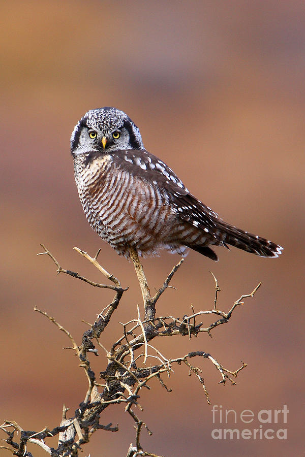 Northern Hawk Owl Photograph by Bill Singleton